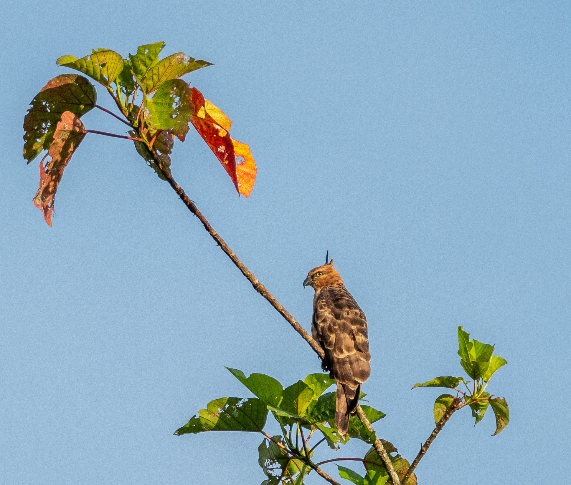 Wallace's Hawk Eagle